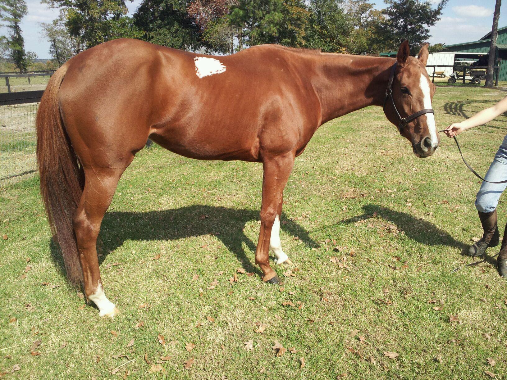 For Sale TB 16hh