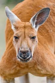 kangaroo