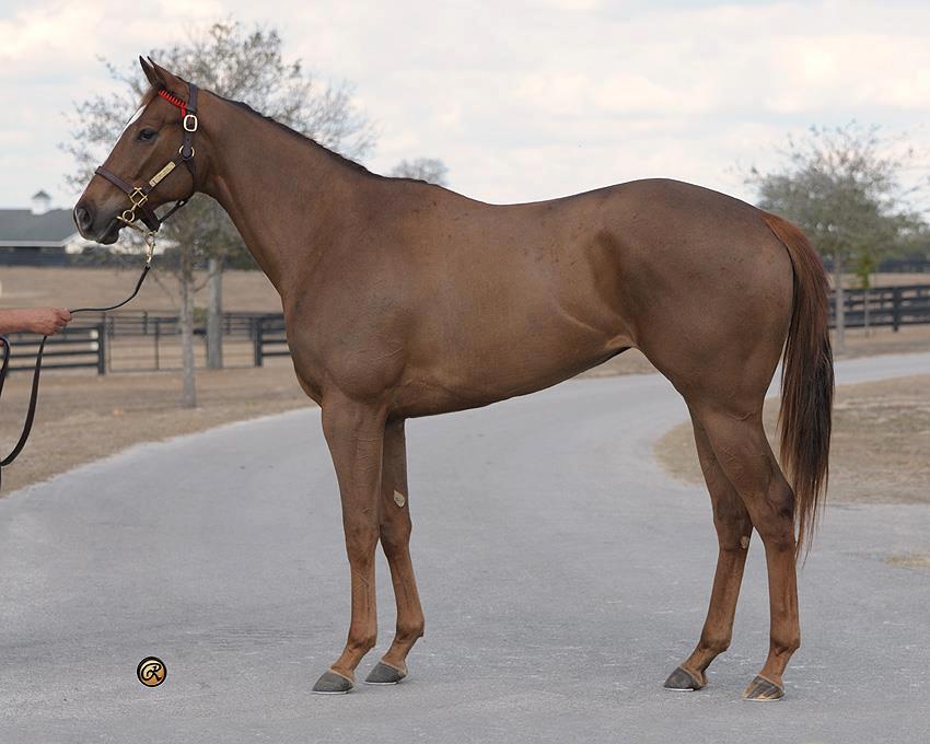 CAUSES OF INFERTILITY IN MARES